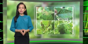 “Thời tiết nông vụ” giúp bà con bảo vệ loại trái cây ưa thích trong mùa giãn cách