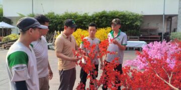 Kỹ sư Lê Phạm Huy: Hạnh phúc với 5 năm lễ hội Tết Việt rực rỡ Mai vàng  