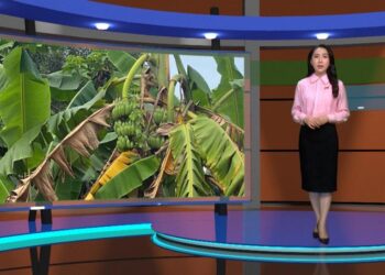 Cùng quản lý bệnh héo rũ hại chuối với “Thời tiết nông vụ”