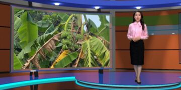 Cùng quản lý bệnh héo rũ hại chuối với “Thời tiết nông vụ”